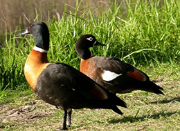 Australian Shelduck - Tadorna tadornoides